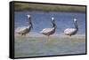 Three Brown Pelicans-DLILLC-Framed Stretched Canvas