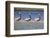 Three Brown Pelicans-DLILLC-Framed Photographic Print