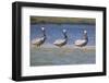 Three Brown Pelicans-DLILLC-Framed Photographic Print