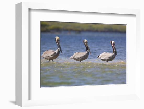 Three Brown Pelicans-DLILLC-Framed Photographic Print