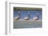 Three Brown Pelicans-DLILLC-Framed Photographic Print