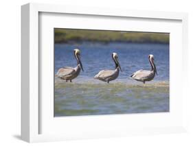 Three Brown Pelicans-DLILLC-Framed Photographic Print