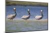 Three Brown Pelicans-DLILLC-Mounted Photographic Print