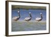 Three Brown Pelicans-DLILLC-Framed Photographic Print