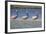 Three Brown Pelicans-DLILLC-Framed Photographic Print