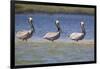 Three Brown Pelicans-DLILLC-Framed Photographic Print