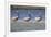 Three Brown Pelicans-DLILLC-Framed Photographic Print