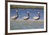 Three Brown Pelicans-DLILLC-Framed Photographic Print