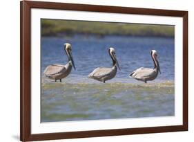 Three Brown Pelicans-DLILLC-Framed Photographic Print