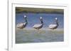 Three Brown Pelicans-DLILLC-Framed Photographic Print