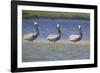 Three Brown Pelicans-DLILLC-Framed Photographic Print