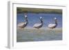 Three Brown Pelicans-DLILLC-Framed Photographic Print