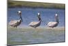 Three Brown Pelicans-DLILLC-Mounted Photographic Print