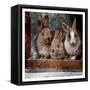 Three Buddies-Marcus Prime-Framed Stretched Canvas