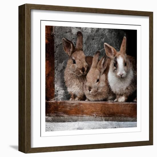 Three Buddies-Marcus Prime-Framed Art Print