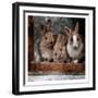 Three Buddies-Marcus Prime-Framed Art Print