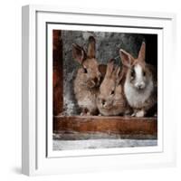 Three Buddies-Marcus Prime-Framed Art Print