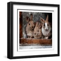 Three Buddies-Marcus Prime-Framed Art Print