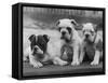 Three Bulldog Puppies Owned by Monkland-Thomas Fall-Framed Stretched Canvas