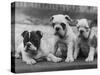 Three Bulldog Puppies Owned by Monkland-Thomas Fall-Stretched Canvas