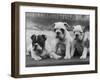 Three Bulldog Puppies Owned by Monkland-Thomas Fall-Framed Photographic Print