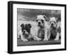 Three Bulldog Puppies Owned by Monkland-Thomas Fall-Framed Photographic Print