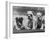 Three Bulldog Puppies Owned by Monkland-Thomas Fall-Framed Photographic Print