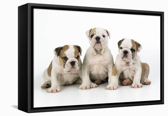 Three Bulldog Puppies, Studio Shot-null-Framed Stretched Canvas