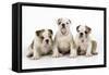 Three Bulldog Puppies, Studio Shot-null-Framed Stretched Canvas