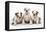 Three Bulldog Puppies, Studio Shot-null-Framed Stretched Canvas