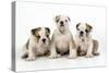 Three Bulldog Puppies, Studio Shot-null-Stretched Canvas