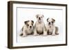 Three Bulldog Puppies, Studio Shot-null-Framed Photographic Print