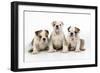 Three Bulldog Puppies, Studio Shot-null-Framed Photographic Print