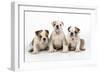 Three Bulldog Puppies, Studio Shot-null-Framed Photographic Print