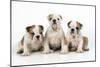 Three Bulldog Puppies, Studio Shot-null-Mounted Photographic Print