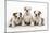 Three Bulldog Puppies, Studio Shot-null-Mounted Photographic Print