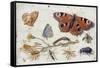 Three Butterflies, a Beetle and Other Insects, with a Cutting of Ragwort, Early 1650S-Jan van Kessel-Framed Stretched Canvas