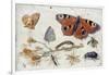 Three Butterflies, a Beetle and Other Insects, with a Cutting of Ragwort, Early 1650S-Jan van Kessel-Framed Giclee Print