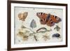 Three Butterflies, a Beetle and Other Insects, with a Cutting of Ragwort, Early 1650S-Jan van Kessel-Framed Giclee Print