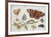 Three Butterflies, a Beetle and Other Insects, with a Cutting of Ragwort, Early 1650S-Jan van Kessel-Framed Giclee Print