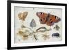 Three Butterflies, a Beetle and Other Insects, with a Cutting of Ragwort, Early 1650S-Jan van Kessel-Framed Giclee Print