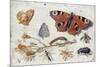 Three Butterflies, a Beetle and Other Insects, with a Cutting of Ragwort, Early 1650S-Jan van Kessel-Mounted Giclee Print