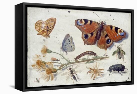 Three Butterflies, a Beetle and Other Insects, with a Cutting of Ragwort, Early 1650S-Jan van Kessel-Framed Stretched Canvas