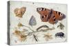Three Butterflies, a Beetle and Other Insects, with a Cutting of Ragwort, Early 1650S-Jan van Kessel-Stretched Canvas