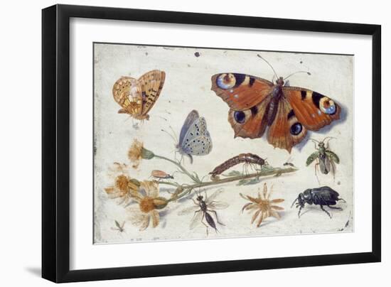 Three Butterflies, a Beetle and Other Insects, with a Cutting of Ragwort, Early 1650S-Jan van Kessel-Framed Premium Giclee Print