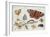 Three Butterflies, a Beetle and Other Insects, with a Cutting of Ragwort, Early 1650S-Jan van Kessel-Framed Premium Giclee Print