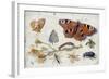 Three Butterflies, a Beetle and Other Insects, with a Cutting of Ragwort, Early 1650S-Jan van Kessel-Framed Giclee Print