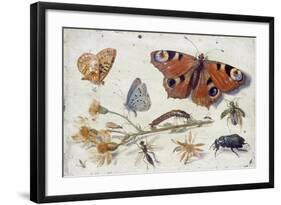 Three Butterflies, a Beetle and Other Insects, with a Cutting of Ragwort, Early 1650S-Jan van Kessel-Framed Giclee Print