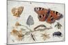 Three Butterflies, a Beetle and Other Insects, with a Cutting of Ragwort, Early 1650S-Jan van Kessel-Mounted Giclee Print