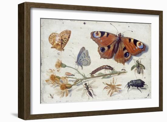 Three Butterflies, a Beetle and Other Insects, with a Cutting of Ragwort, Early 1650S-Jan van Kessel-Framed Giclee Print